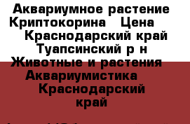 Аквариумное растение Криптокорина › Цена ­ 20 - Краснодарский край, Туапсинский р-н Животные и растения » Аквариумистика   . Краснодарский край